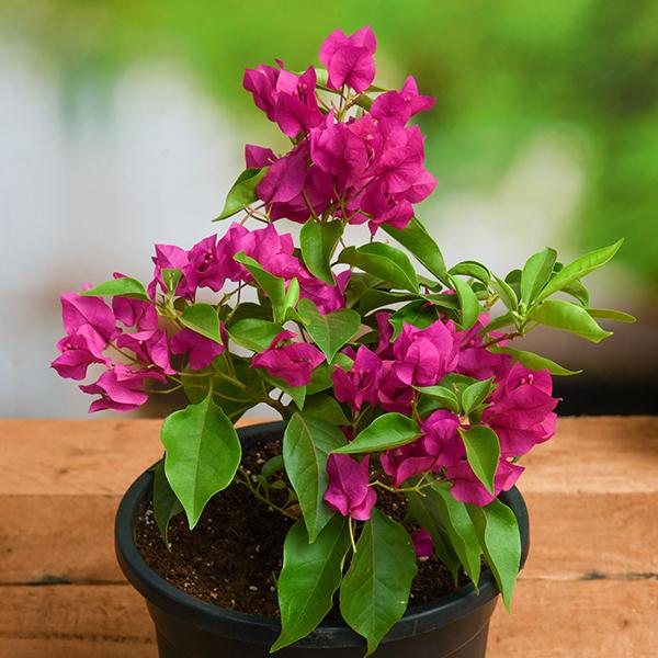 Product: Bougainvillea - Bougainvillea spp.